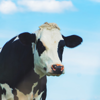 A black and white cow