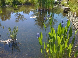 pond