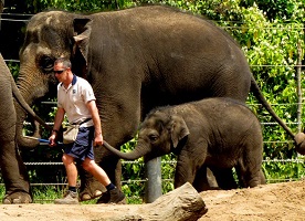 keeper leading a baby elephant by its trunk