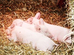 three little piggies in a row
