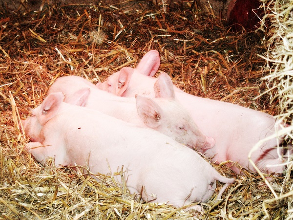 three pigs with one in the middle facing the other way