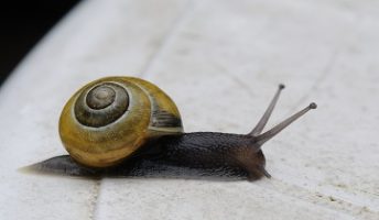 snail on a table