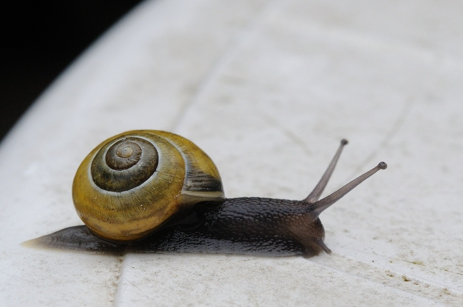snail on a table