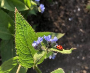 A bright red ladybird sits on a green leaf next to some blue flowers
