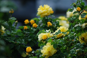 a rose bush