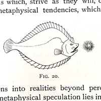 From an old book: Fig. 20, with a line drawing of a flounder looking at some sort of blobby sea animal. There are bits of text above and below the figure.
