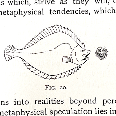 From an old book: Fig. 20, with a line drawing of a flounder looking at some sort of blobby sea animal. There are bits of text above and below the figure.